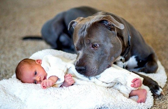 Таа му кажа на својот сопруг дека питбулот треба да си замине, тогаш кучето направи нешто неверојатно