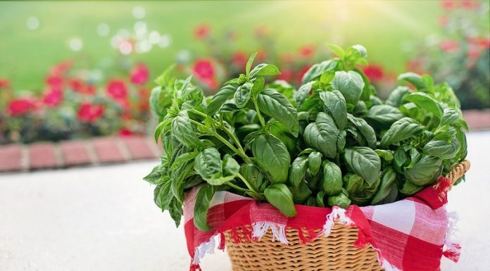 Билка која секоја жена треба да ја има: Се верува дека привлекува љубов и пари, а штити од зло